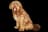 Otterhound