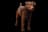 Patterdale Terrier
