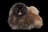 Pekingese