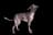 Peruvian Hairless Dog