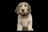 Petit Basset Griffon Vendéen