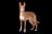 Podenco Canario