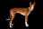 Podenco Ibicenco
