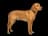 Posavac Hound