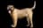 Presa Canario