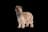 Pyrenean Shepherd