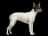 Ratonero Bodeguero Andaluz