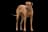 Rhodesian Ridgeback