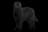 Russian Black Terrier