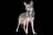 Saarloos Wolfdog