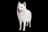 Samoyed