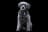 Schnoodle