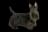 Scottish Terrier