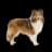 Shetland Sheepdog