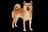 Shiba Inu