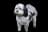 Shih Poo