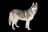 Siberian Husky