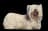 Skye Terrier