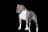Staffordshire Bull Terrier