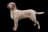 Coarse-haired Styrian Hound