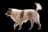 Thai Bangkaew Dog