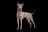 Thai Ridgeback Dog