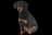 Tyrolean Hound