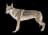 Tschechoslowakischer Wolfhund