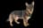 Vallhund Sueco