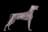 Weimaraner