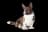 Cardigan Welsh Corgi