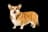 Pembroke Welsh Corgi