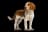 Welsh Springer Spaniel