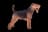 Welsh Terrier