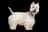 West Highland White Terrier