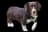 Westphalian Dachsbracke