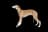 Whippet