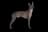 Xoloitzcuintle