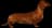 Miniature Dachshund