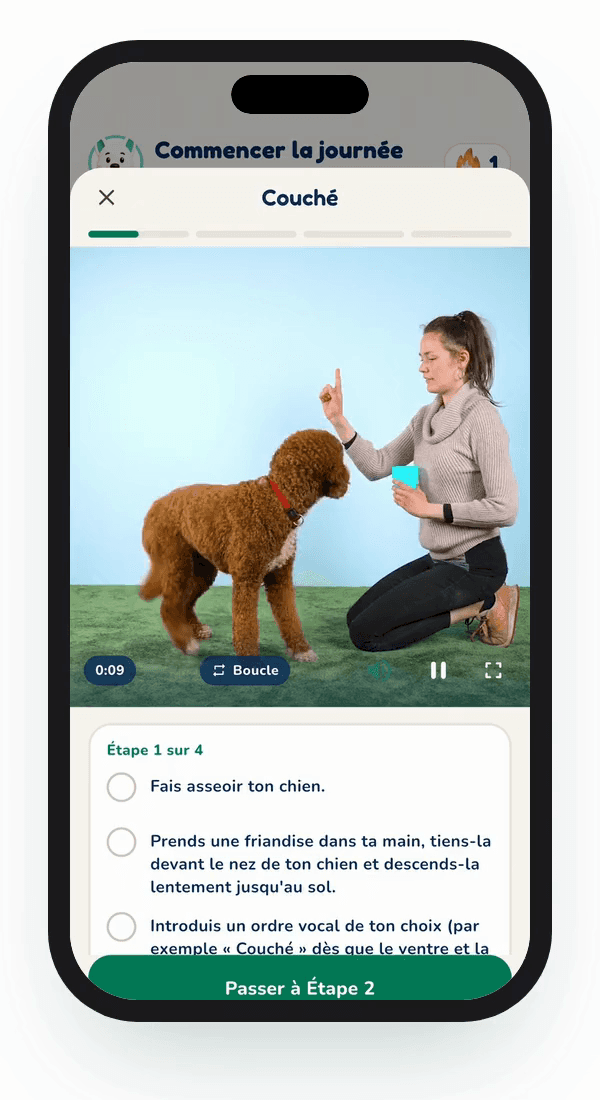 Aperçu de l'app Hundeo : Leçon vidéo, Sans texte