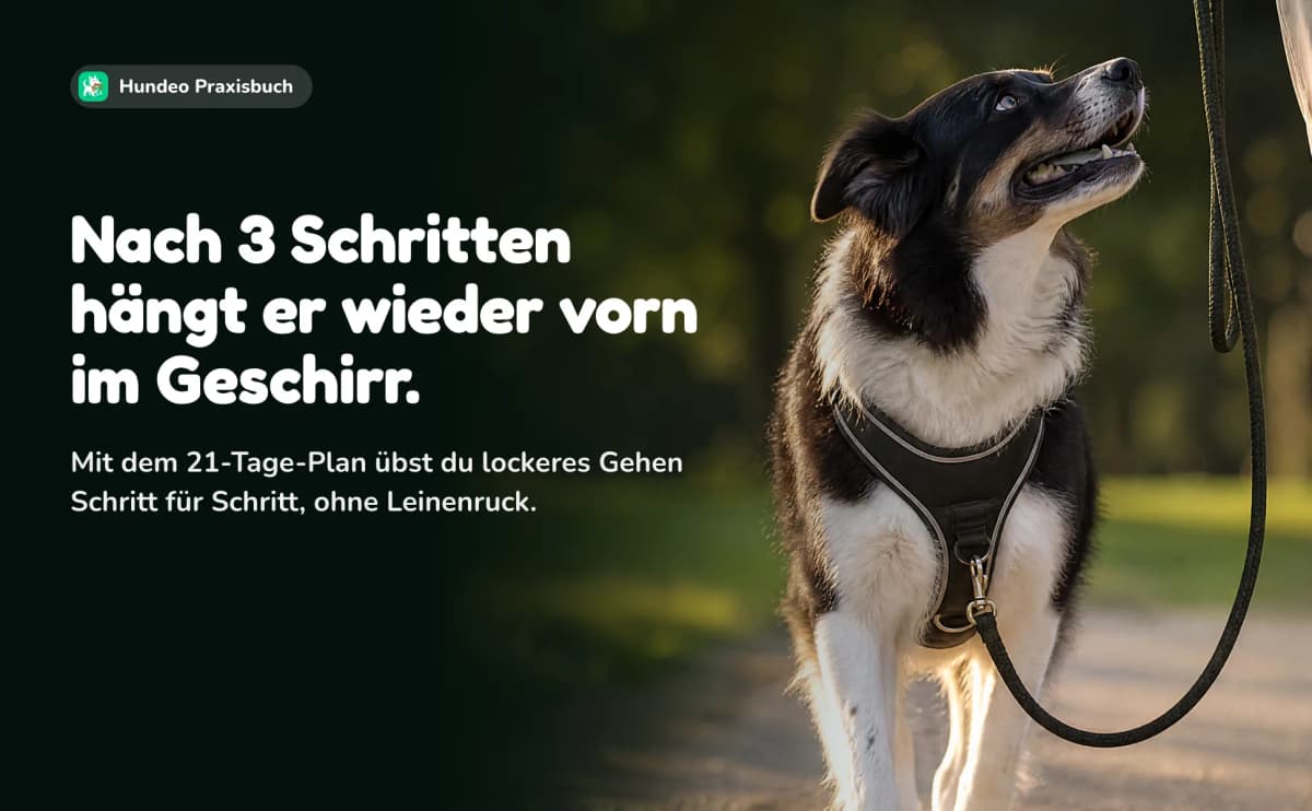 Ein Hund im Geschirr an der Leine schaut nach oben. Nach 3 Schritten hängt er wieder vorn im Geschirr. Mit dem 21-Tage-Plan übst du lockeres Gehen Schritt für Schritt, ohne Leinenruck.
