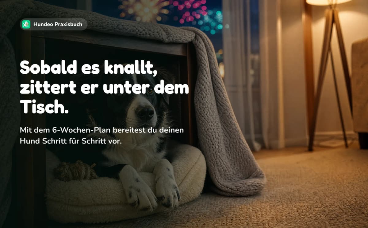 Ein Hund liegt unter einem Tisch auf seinem Kissen, draußen leuchtet Feuerwerk. Sobald es knallt, zittert er unter dem Tisch. Mit dem 6-Wochen-Plan bereitest du deinen Hund Schritt für Schritt vor.
