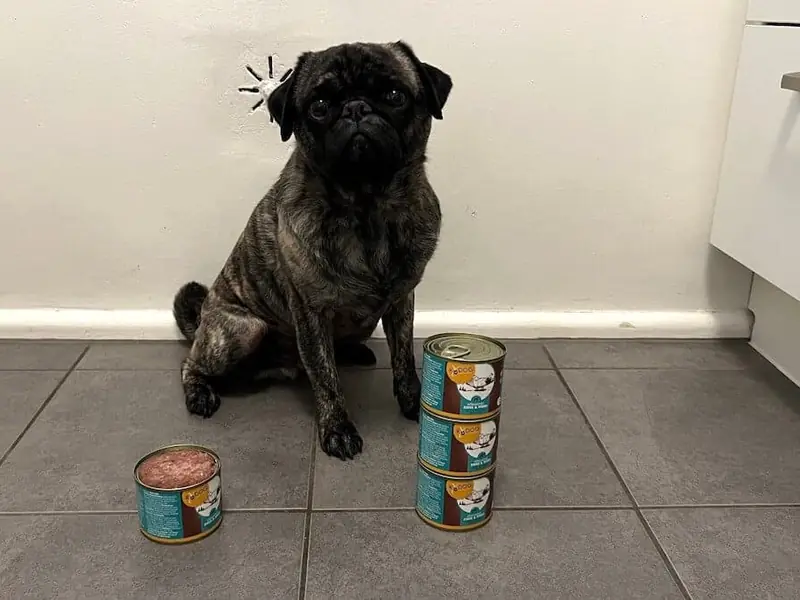 Nacho sitzt neben RyDog-Dosen