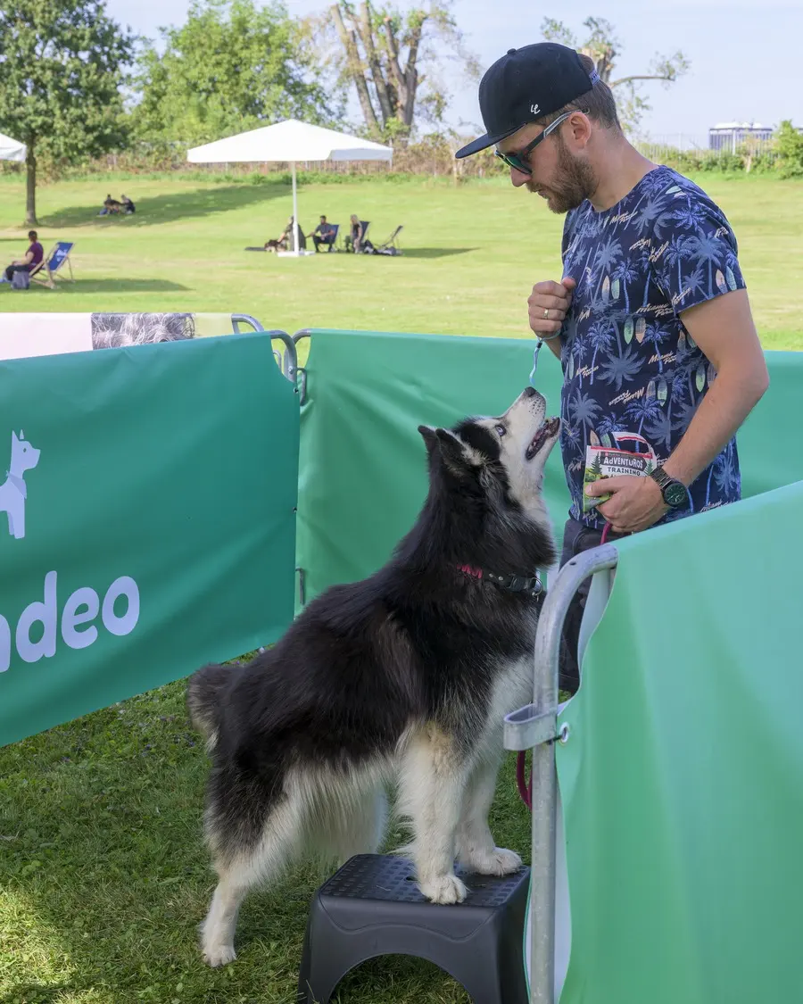 Ein Trainer arbeitet mit einem Border Collie im Hundeo-Trainingsbereich auf dem Pawlooza Festival