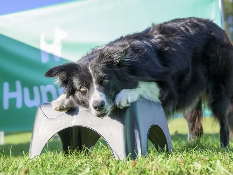 Border Collie auf einem Trainingsgerät vor einem Hundeo-Banner