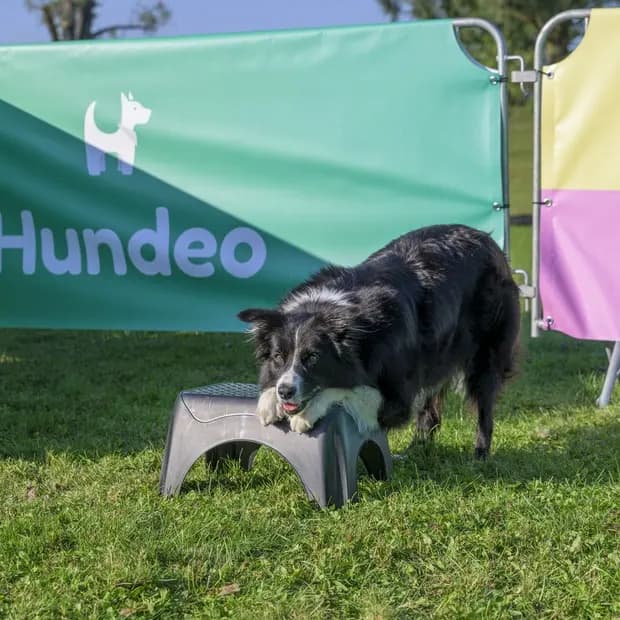 Hund steigt vor einem Hundeo-Banner auf ein Podest