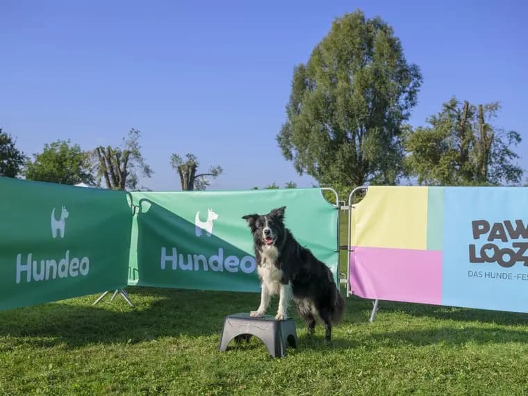 Hund sitzt auf einem Podest in der Hundeo-Trainingsfläche