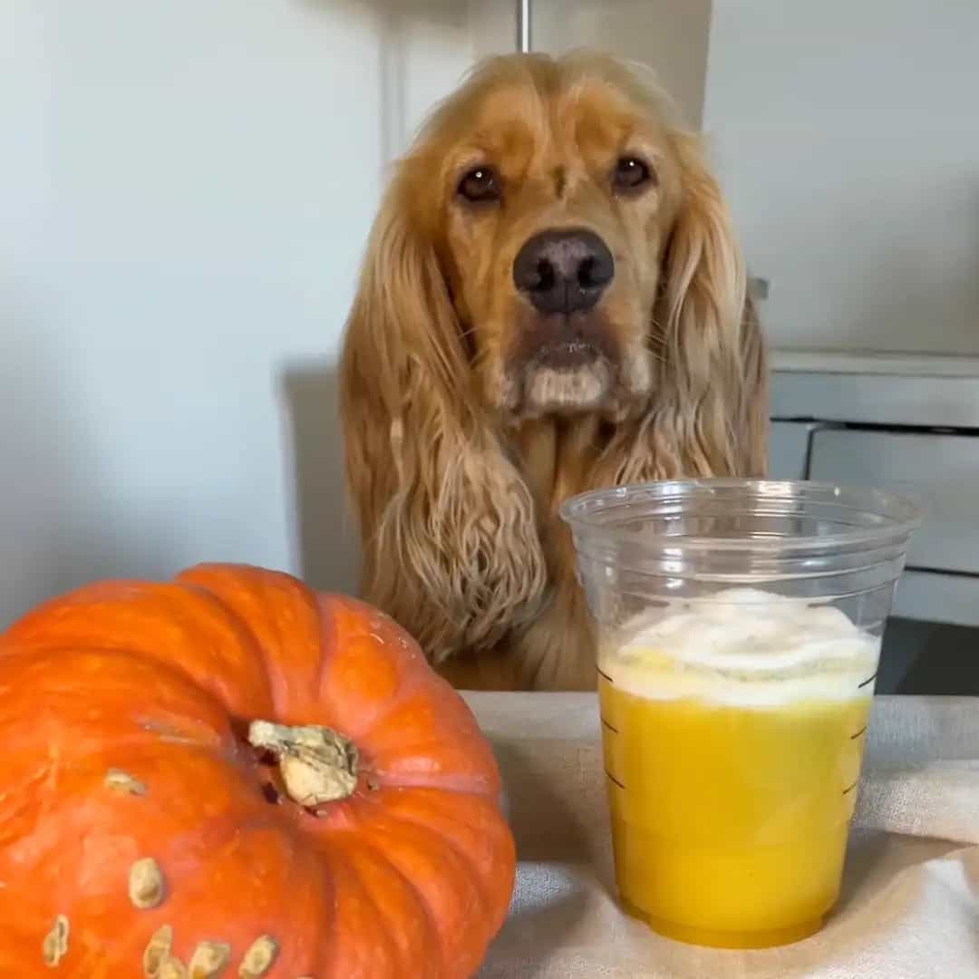 Pumpkin Spice Latte for Dogs