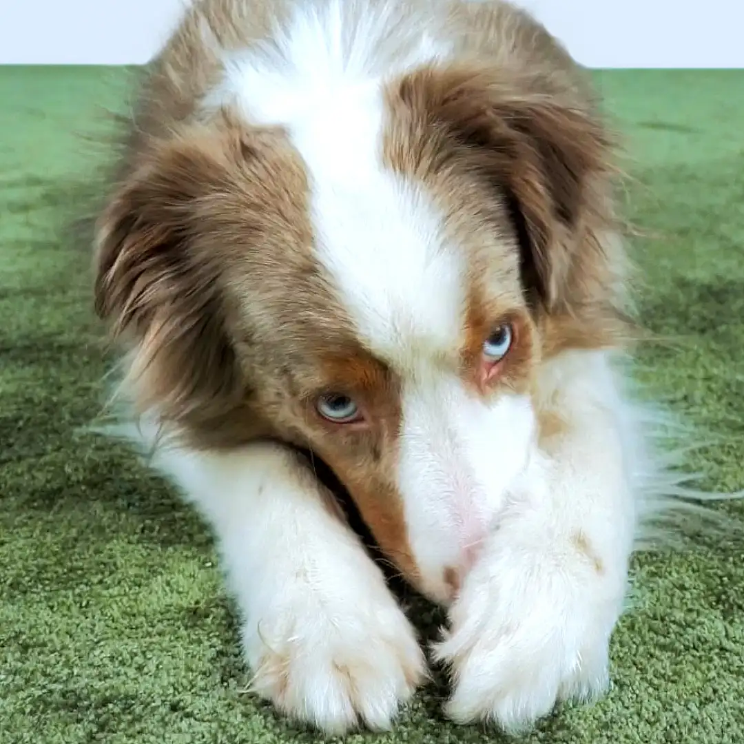 Schäm dich (im Platz)