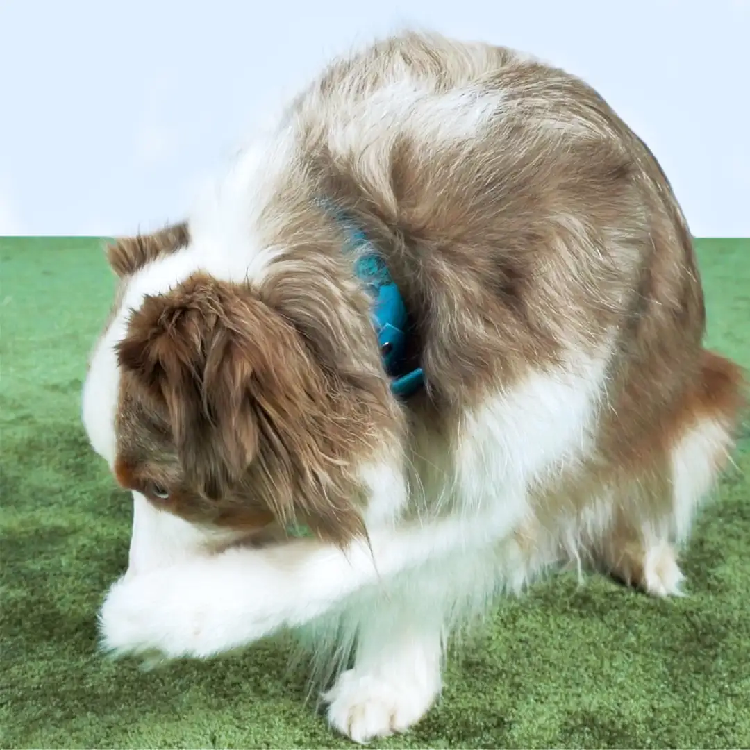 A dog places its paw over its nose, performing the cover nose trick.